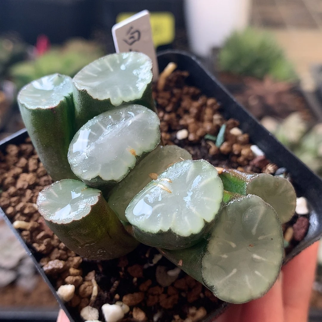 白瓷万象一物一拍