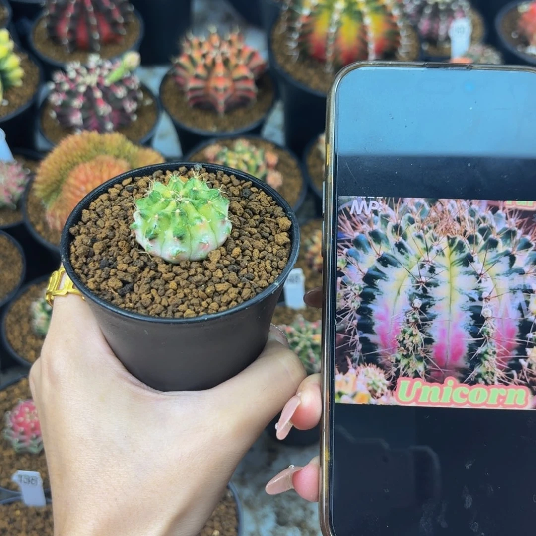 独角兽00000000003