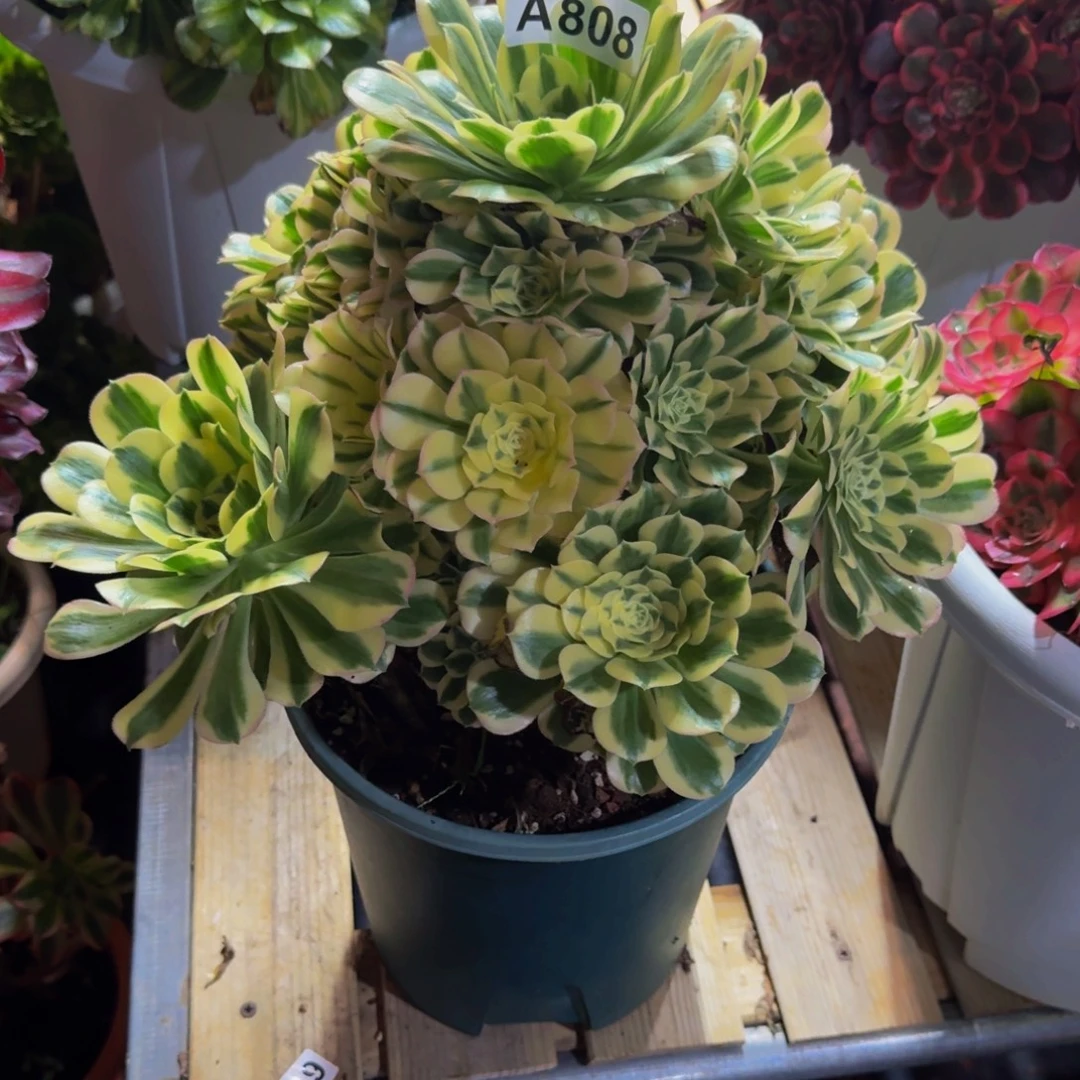 幸***。808多肉植物法师寄养