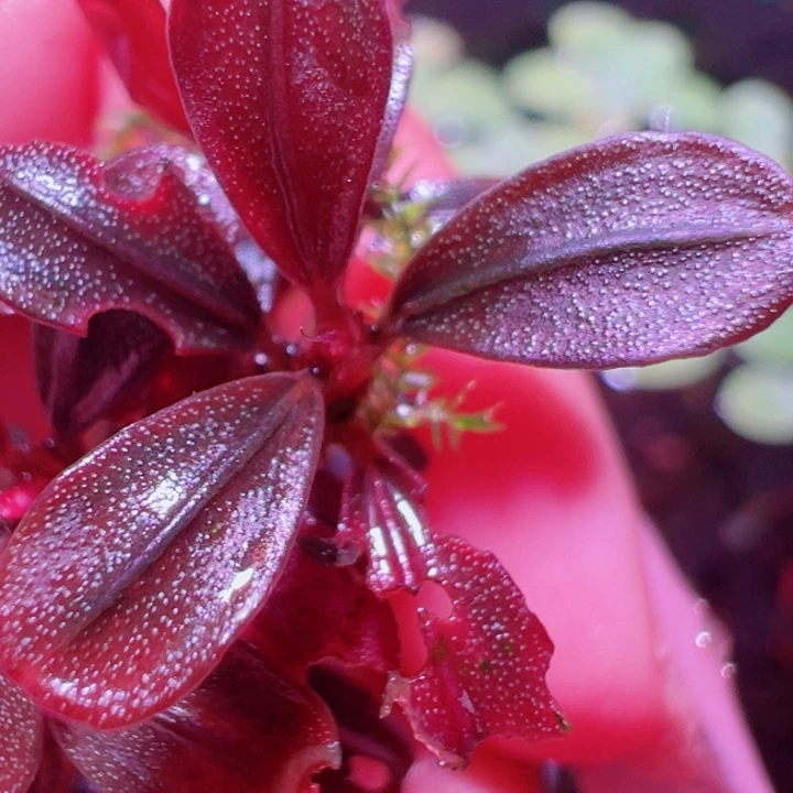 福利1号福利价一头植物