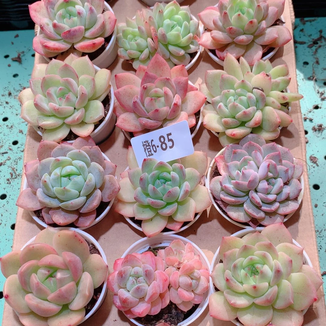 6-85一物一拍多肉带盆18颗