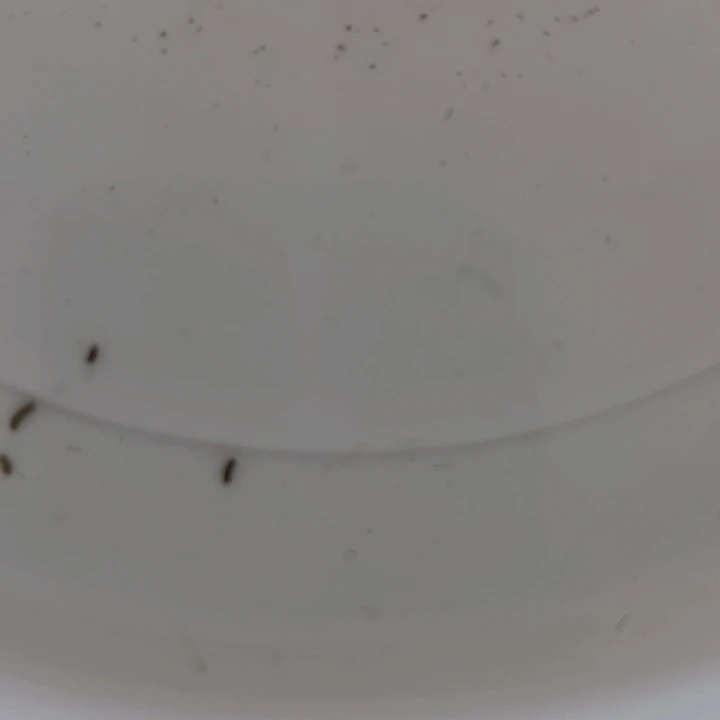 海水拍卖观背青鳉专用