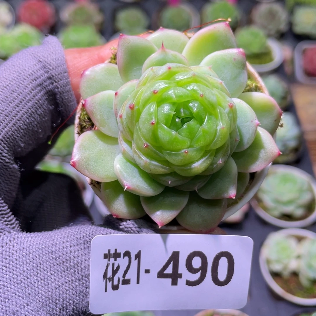 花利美21-490霜雪