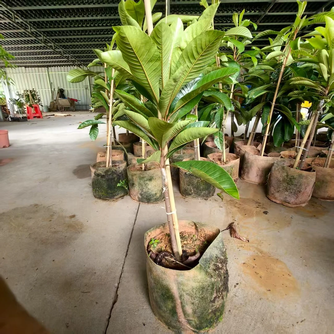 黄金蜜妈咪苗地栽盆栽庭院种植