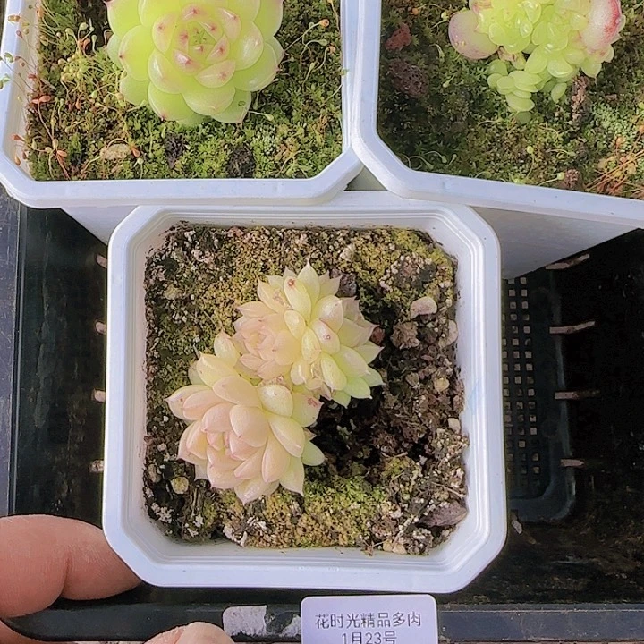 安****³花时光精品多肉23