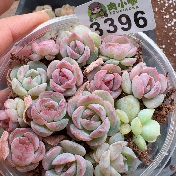 多肉植物多肉植物