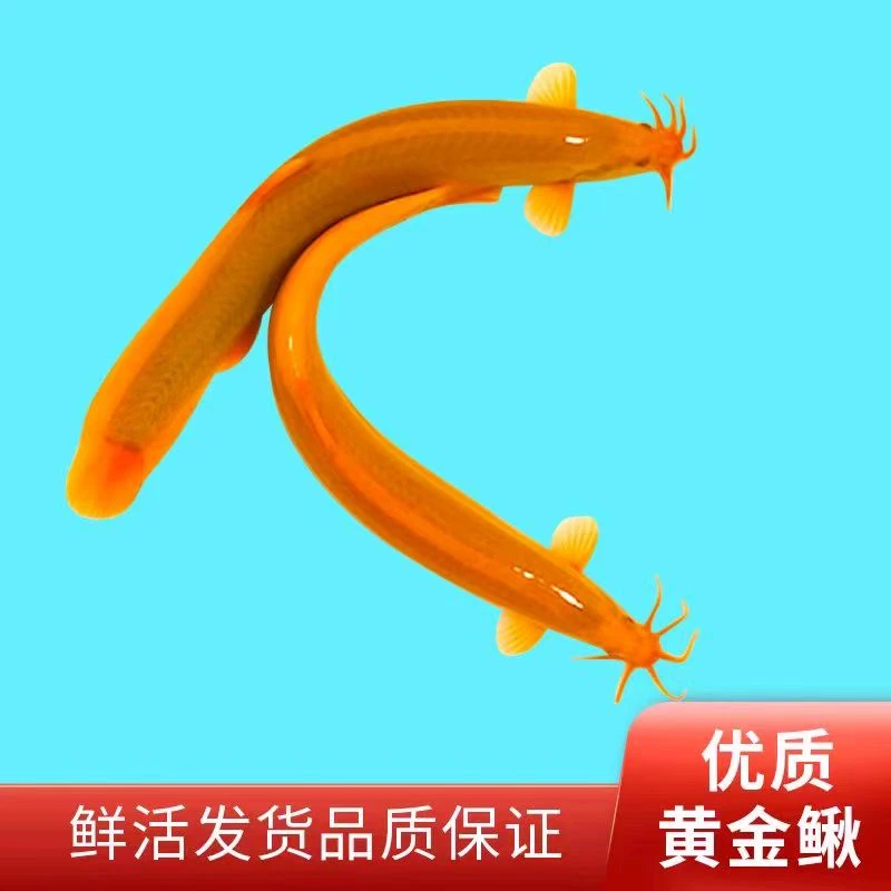 3-5厘米10条黄金泥鳅冷水淡水观赏鱼好养耐活清洁鱼缸工具鱼