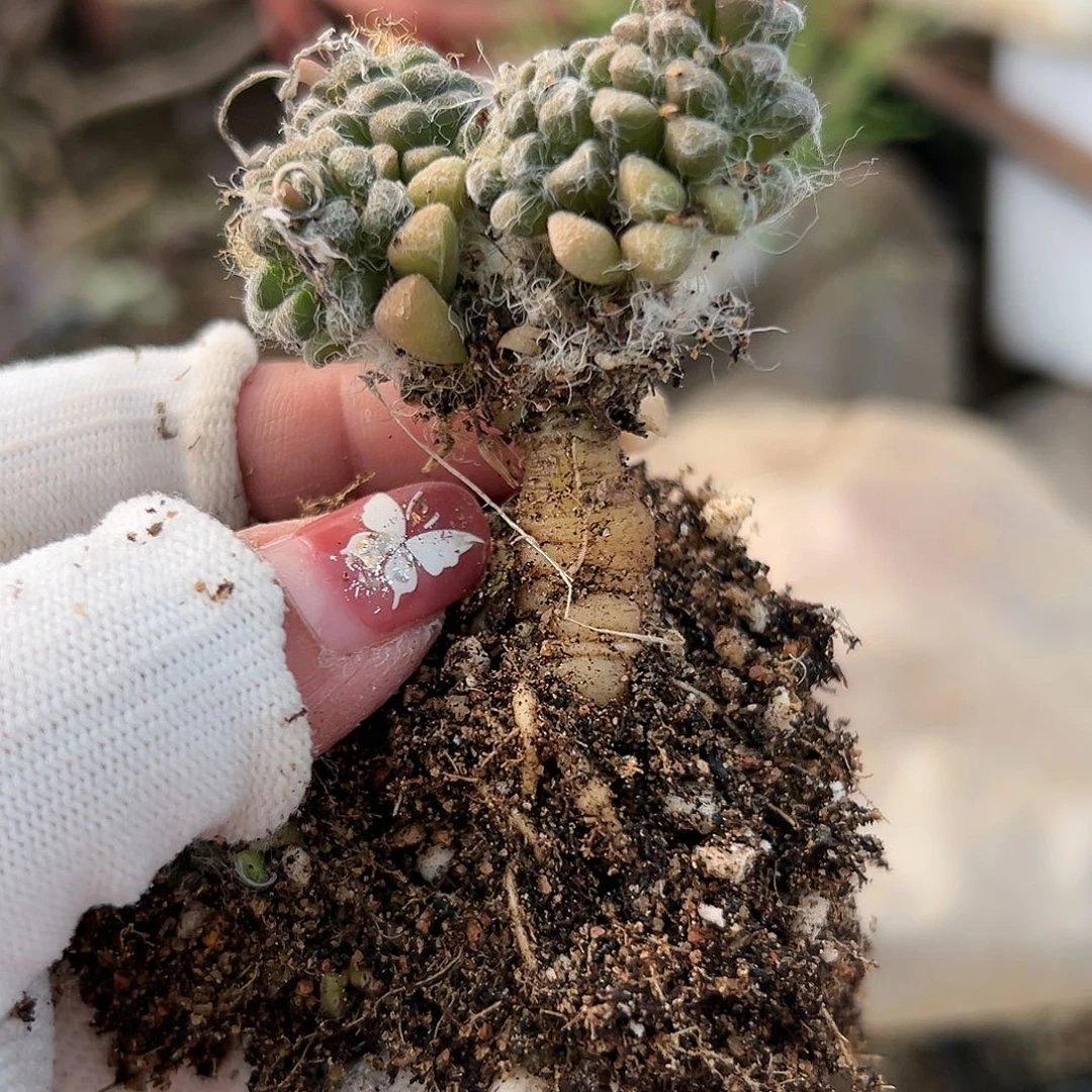 多肉植物黑茶笠开花