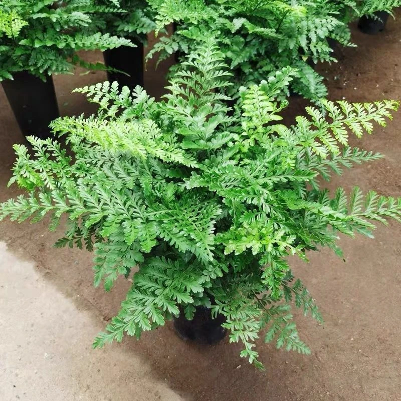 吉姆蕨客厅常青盆栽净化空气吸甲醛好养绿植老桩富贵蕨