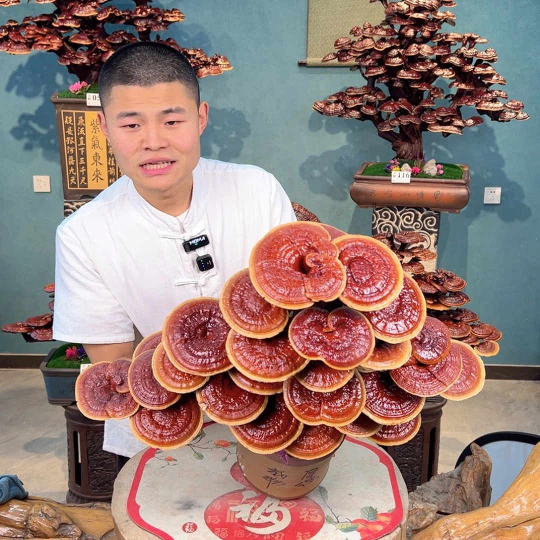 无花朵88888878888