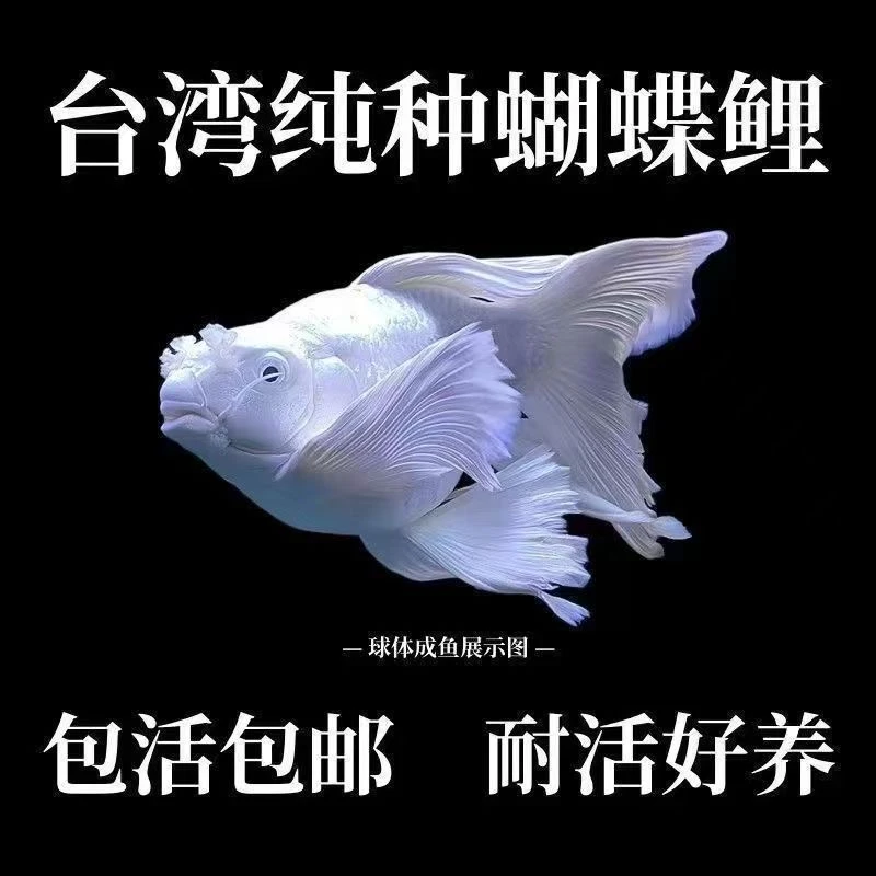 纯种台湾贵妃蝴蝶鲤短身球体普身锦鲤招财战斗观赏鱼鱼苗好养包活