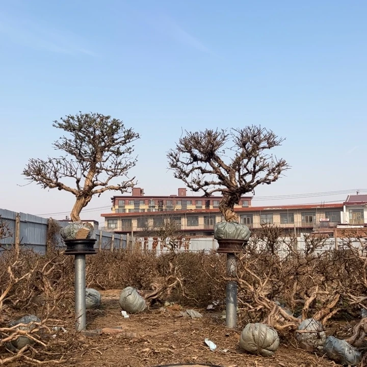 无花朵金银花130130