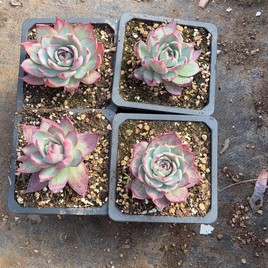 宝*猪多肉植物，多肉植物