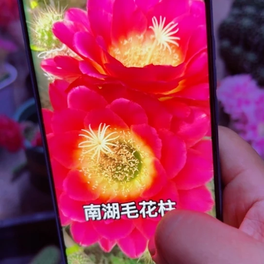 下62毛星火歪无根侧芽5公分左右20包邮