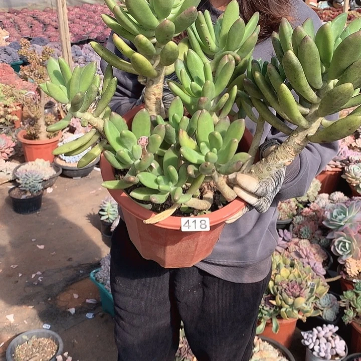 418金蟾 一物一拍多肉