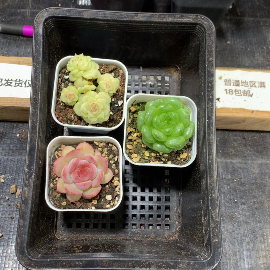懒羊羊一物一拍精品