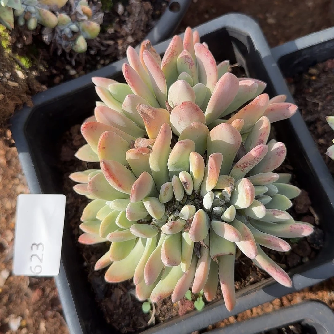 泡西芙罗拉缀化623号