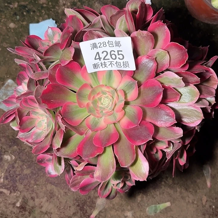 4265红女郎多肉植物