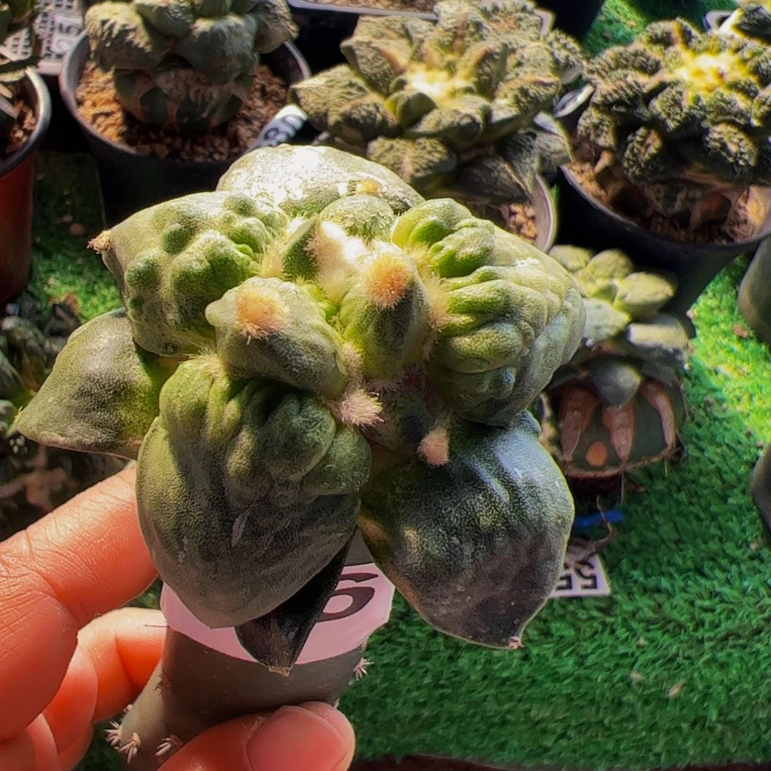 养***光无花朵福利大尤怒涛746