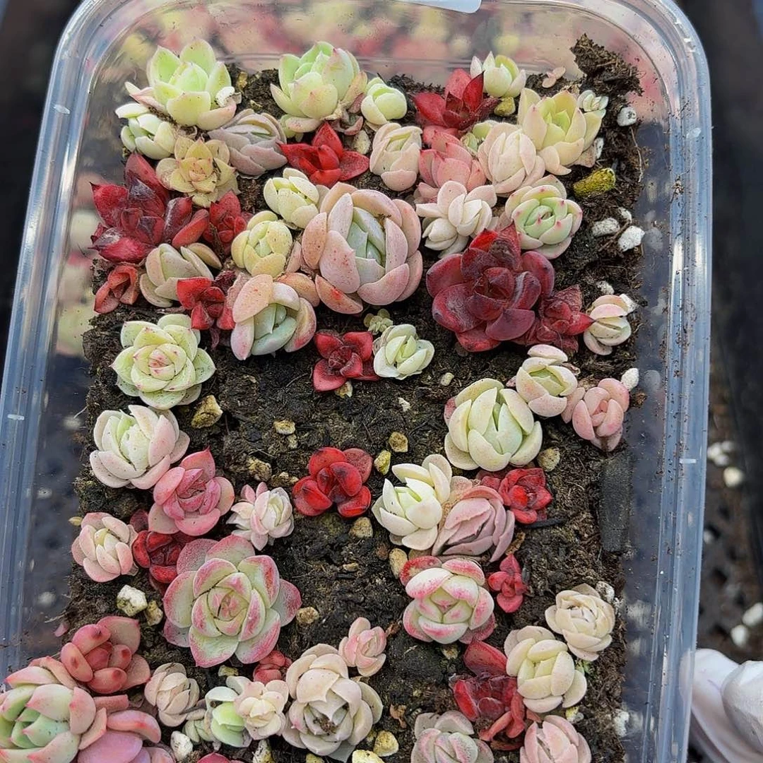 多肉植物多肉植物659