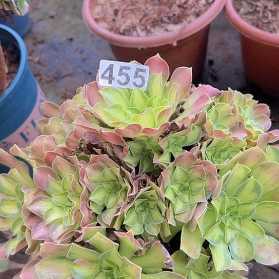莉***多肉植物一个少华
