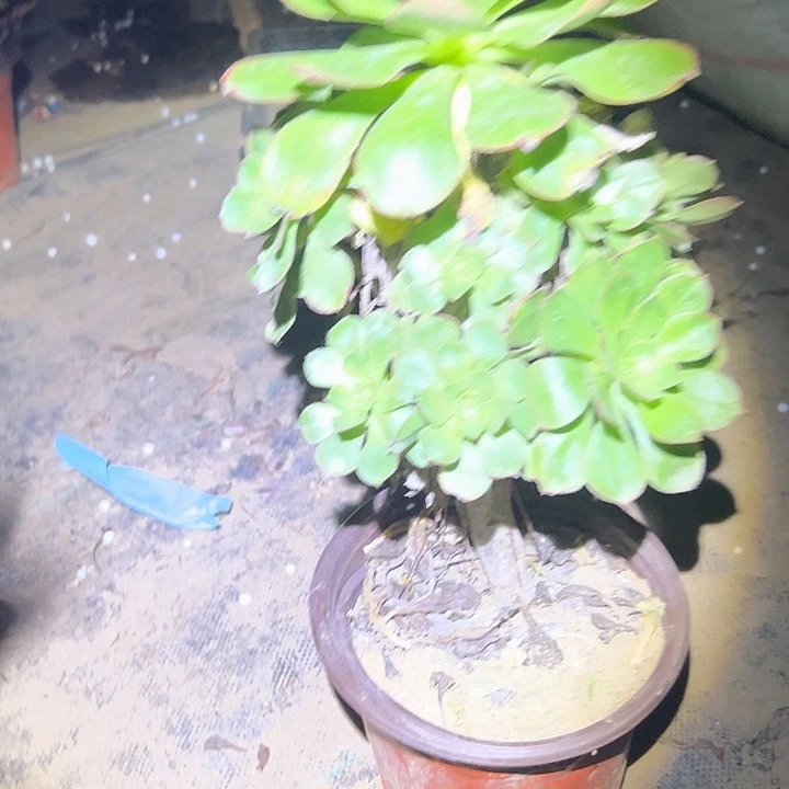 多肉法师植物链接92