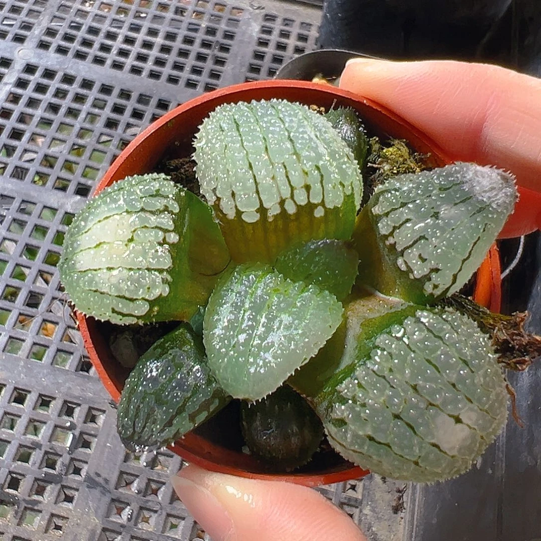 发***鱼大窗天空之境玉露多肉