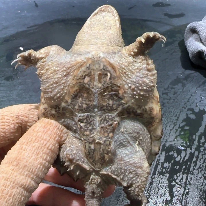 E***z母小鳄龟不分公母