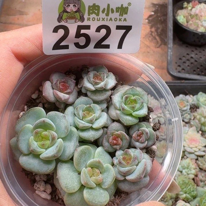 不***学多肉植物多肉植物