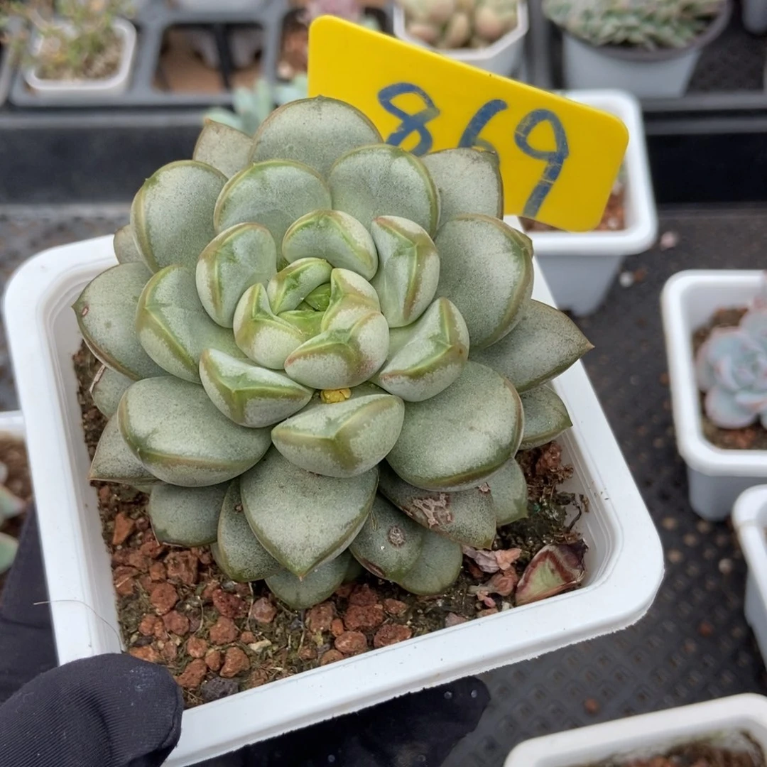 869葡萄多肉植物保护