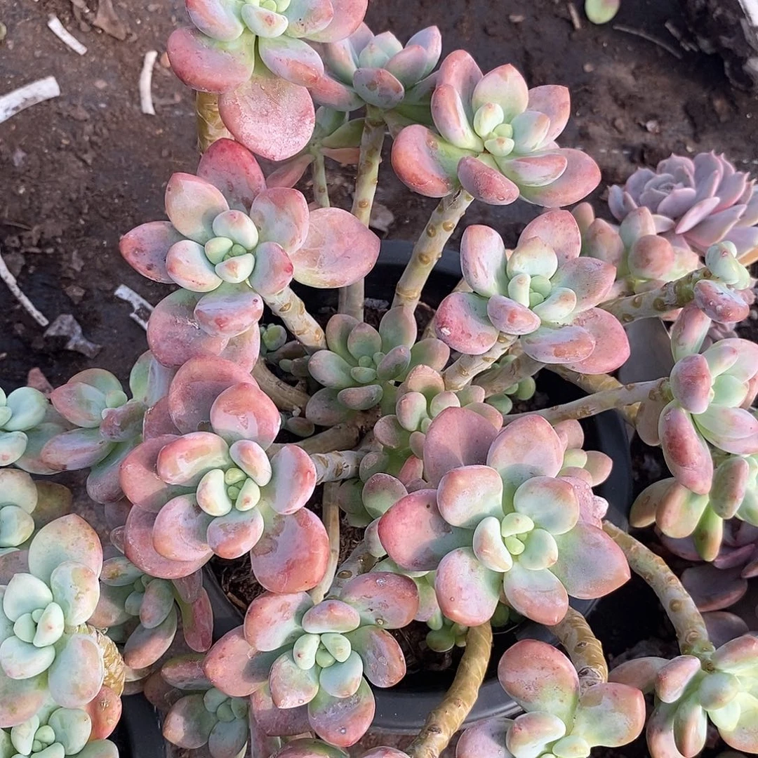 红洛神 多头群生 180杯