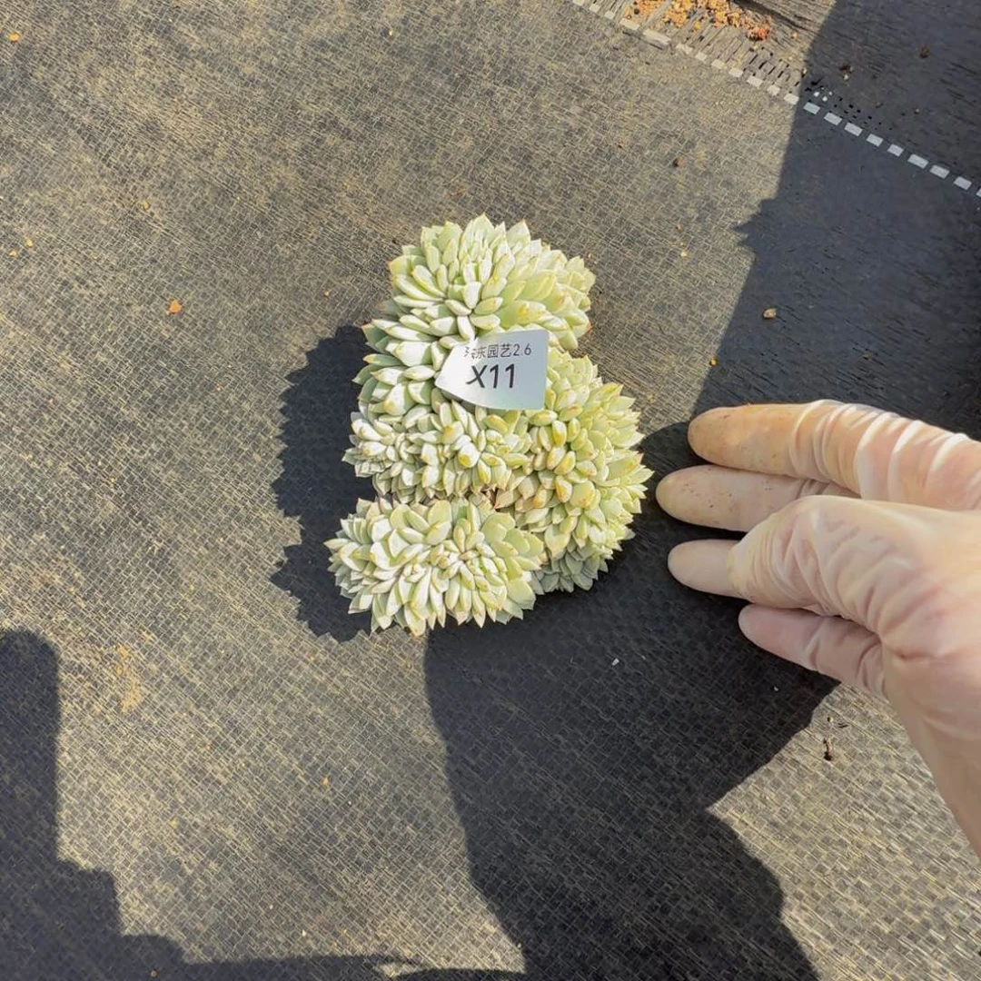 x x x x x x x x x x 11