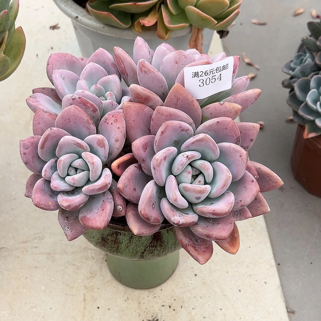知***乐3054奥普多肉植物多肉