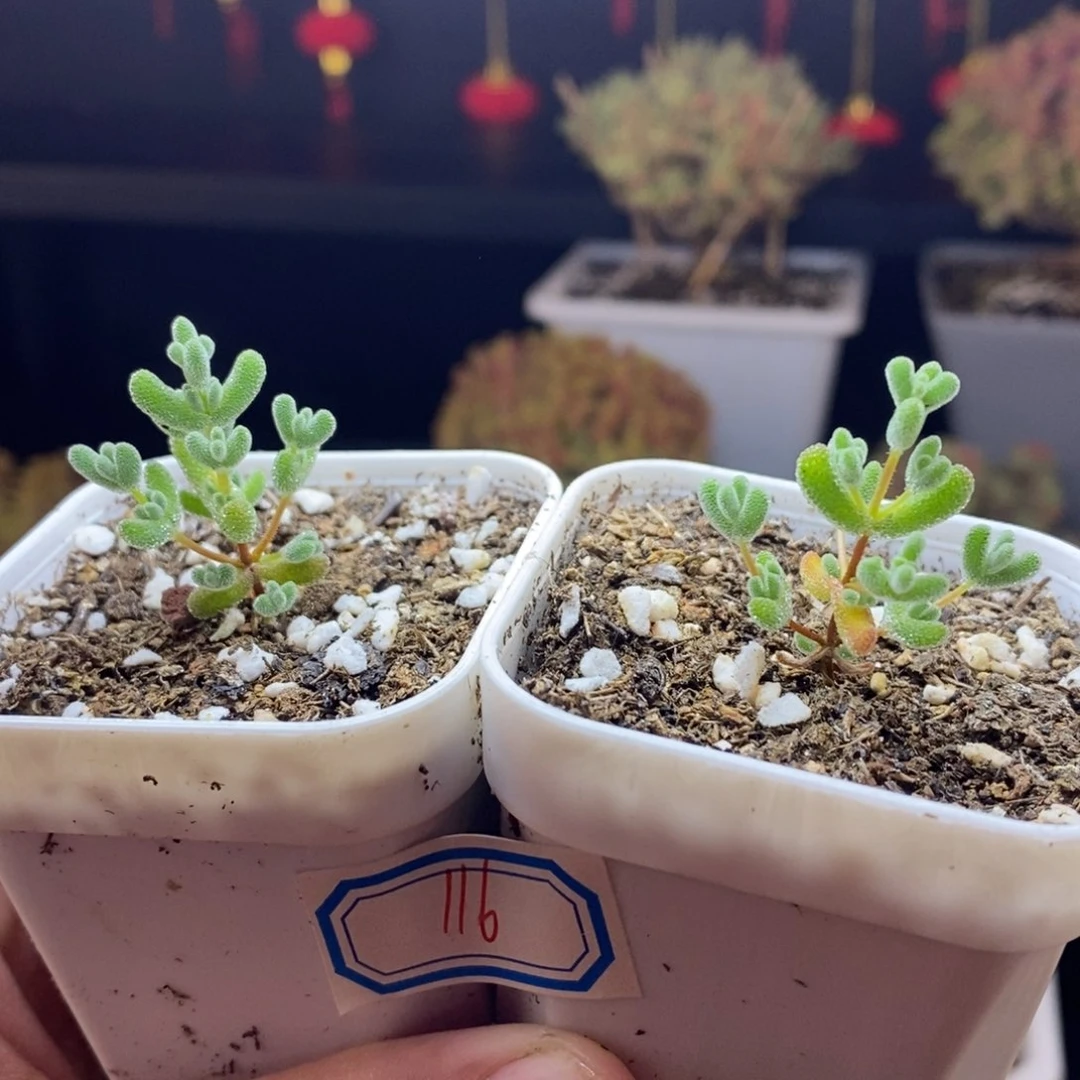 116号实生莱斯枝干（2颗）