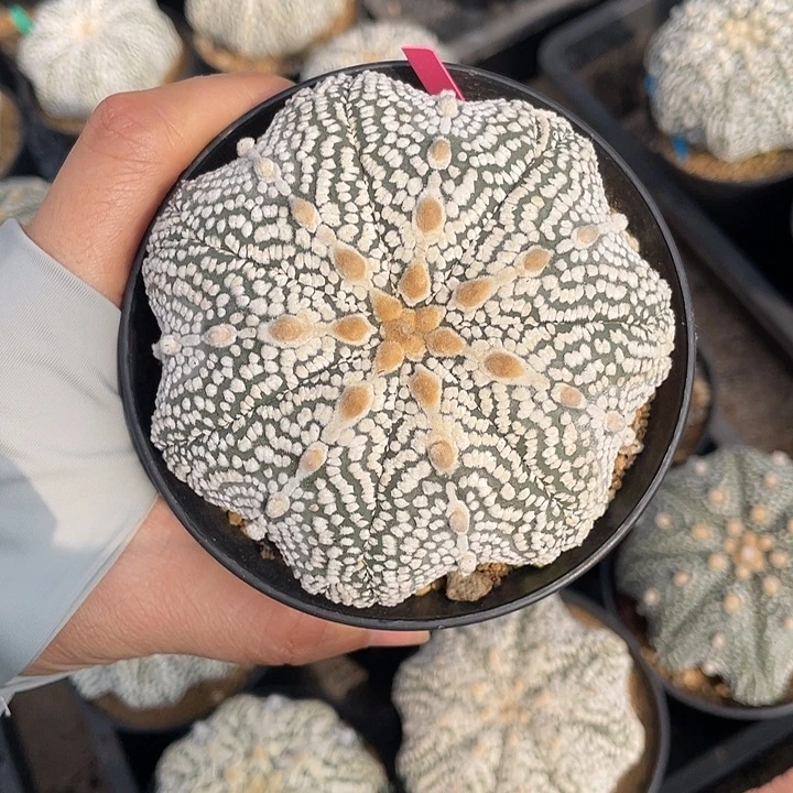 七复棱奇迹福利特价