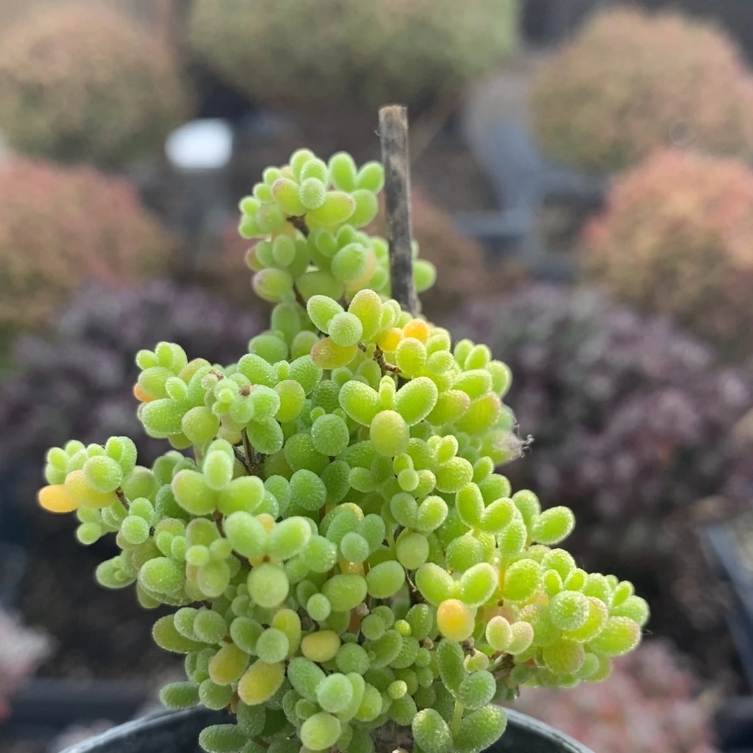 蜜橘糖球4712年后发货