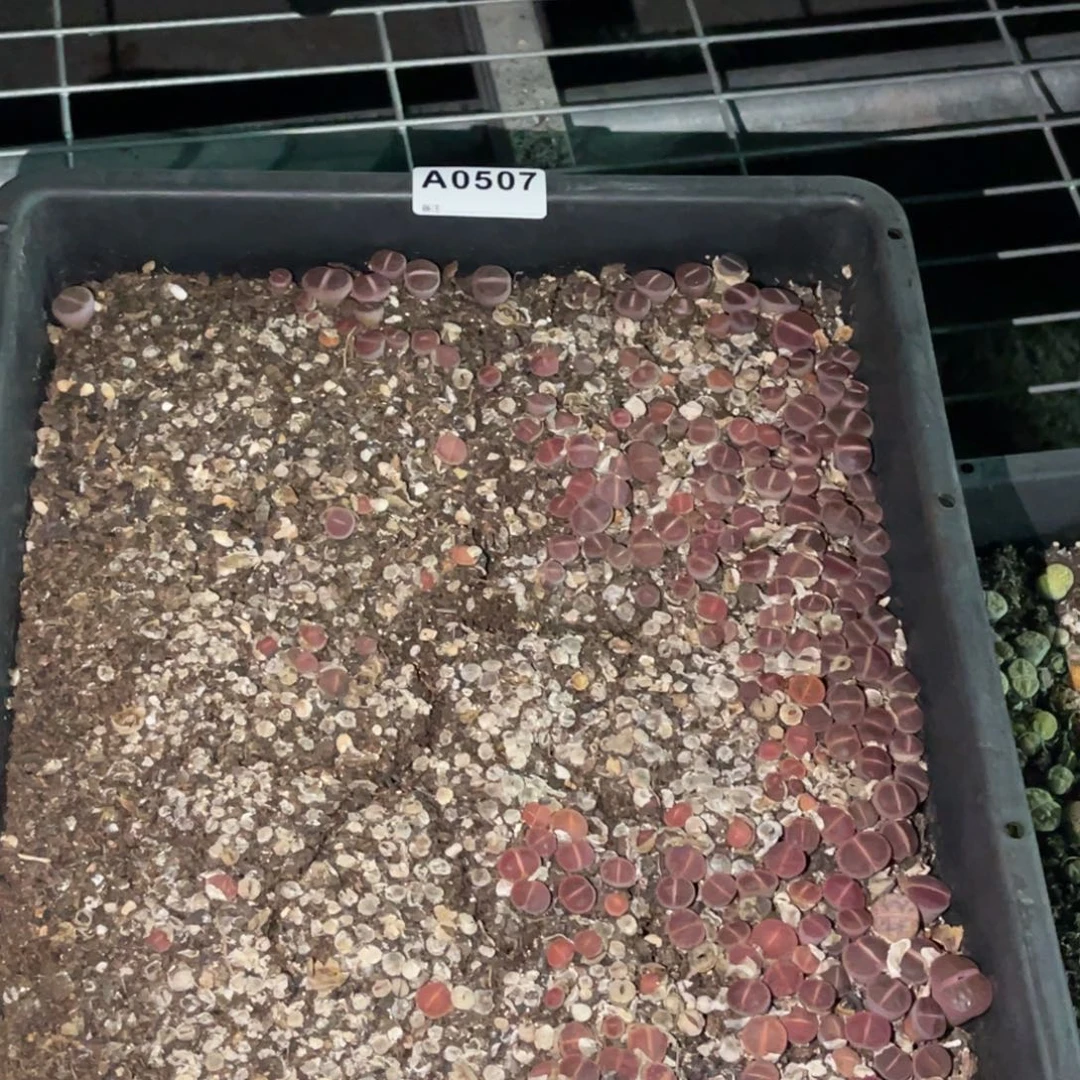 0507比利时ok福利筐1不售后