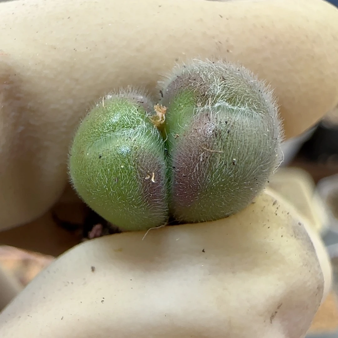 700大型紫毛球福利