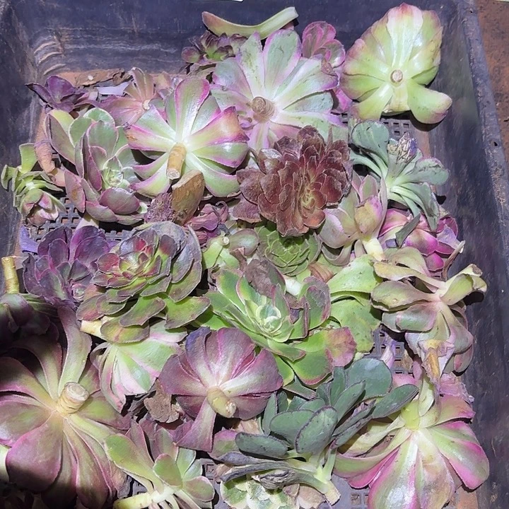 185砍头苗掌心多肉法师锦