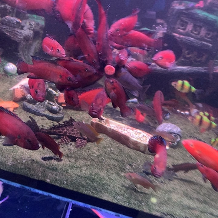 慈鲷鱼直播图卡2条装