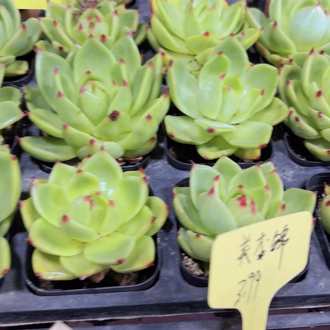 精品蓝龙多肉植物