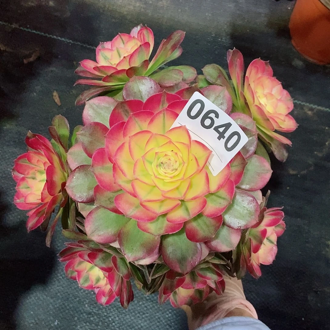 红陶苏****肉0640荔枝3冠服18