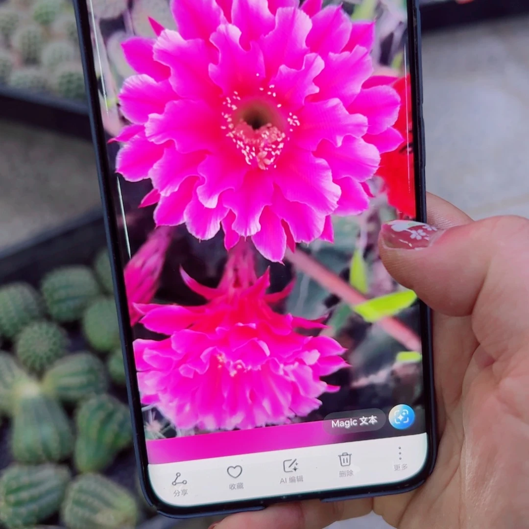 下52彩草粉芙蓉歪无根侧芽4公分左右20包邮