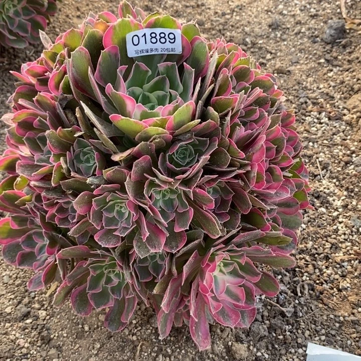 01889男神多肉植物
