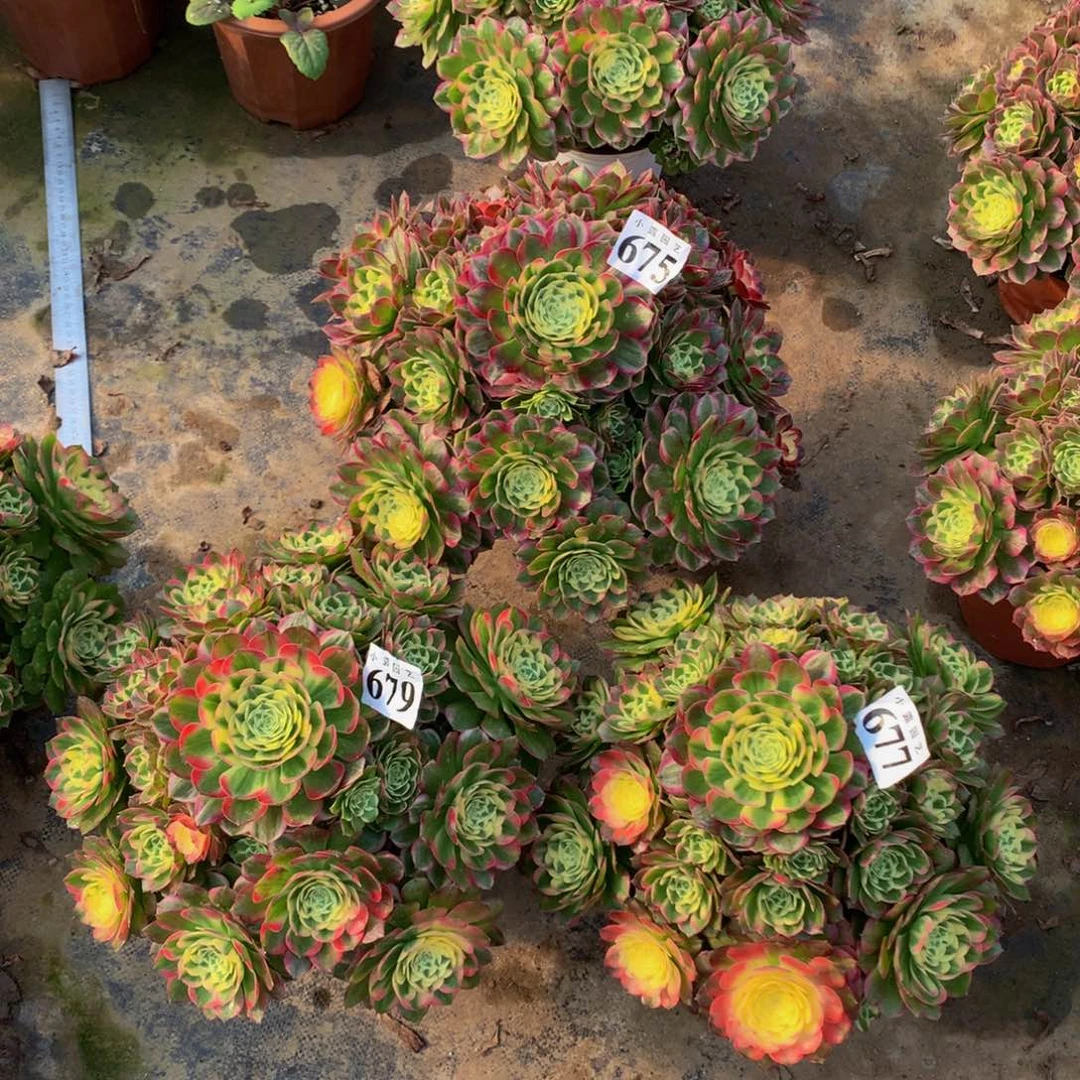 多肉植物675.677.679海仙88888