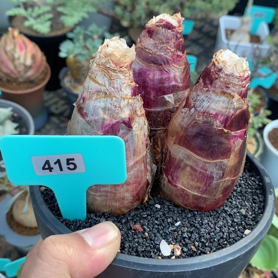 仙火花三头多肉植物