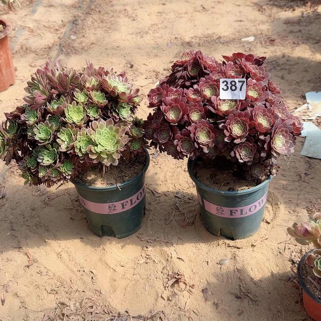 387铜壶嘉年华有伤共2颗板子不厚