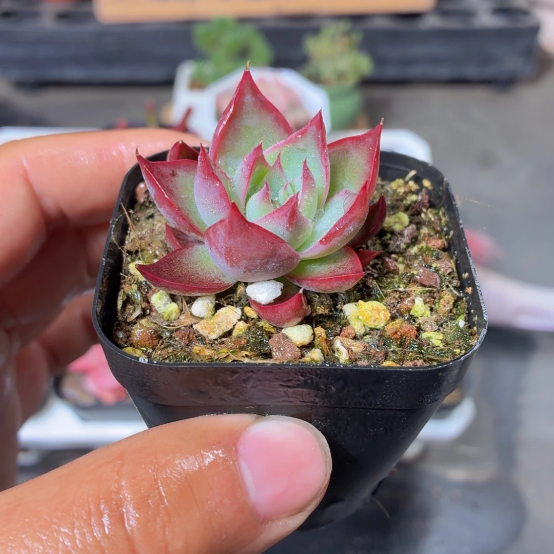 惊鸿仙子多肉9.9包邮发货