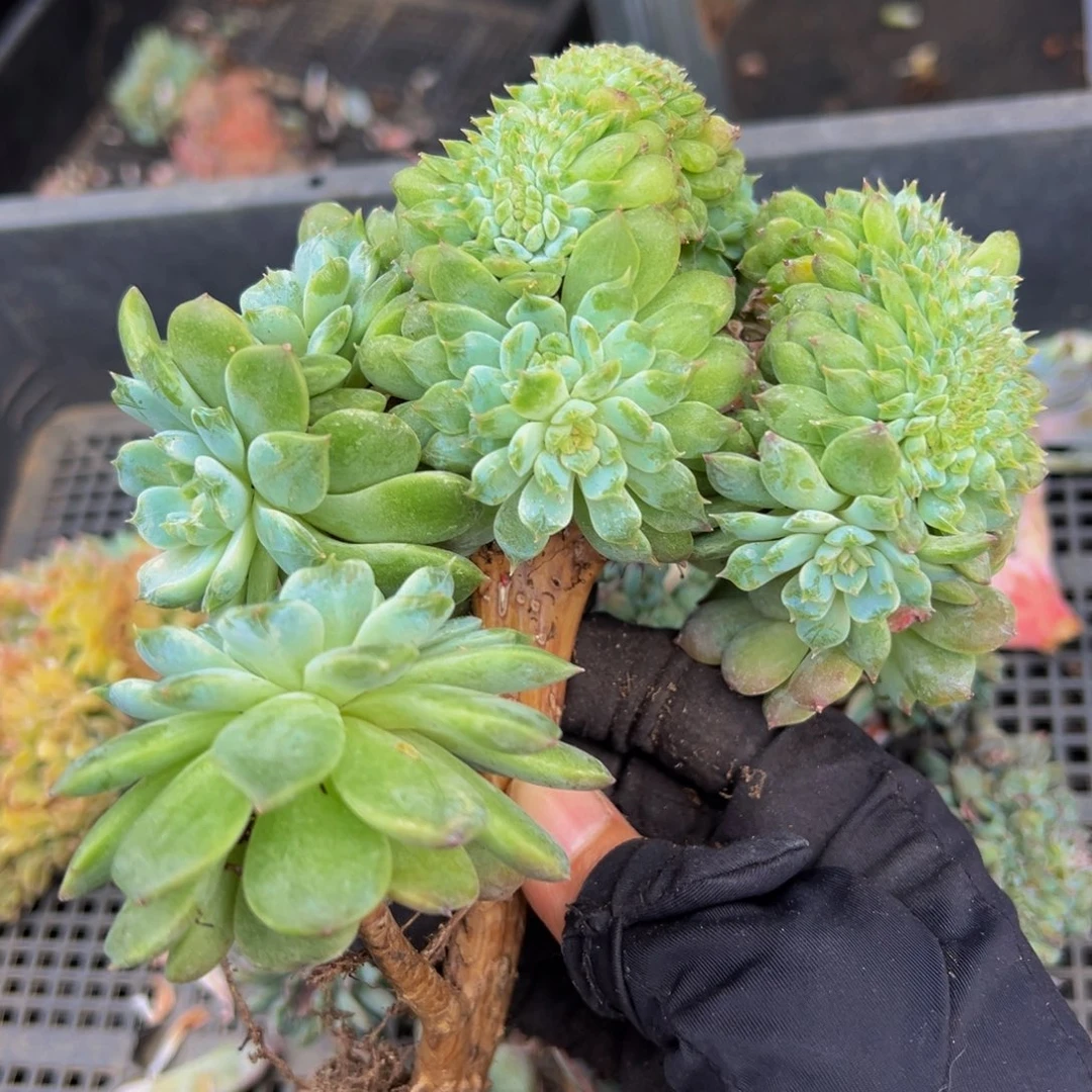 紫心山茶花冰魄缀