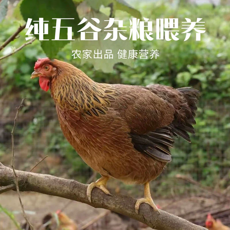 贵州发耳樱桃园生态散养土母鸡